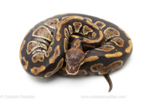 Africa Import Ball Python for sale