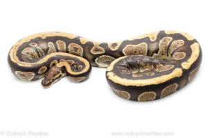Africa Import Ball Python for sale