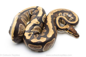 Africa Import Ball Python for sale