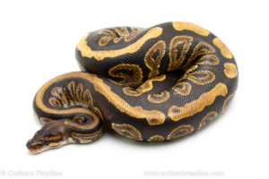 Africa Import Ball Python for sale