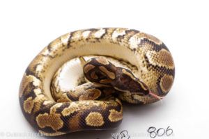 Africa Import Ball Python for sale