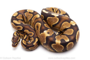Africa Import Ball Python for sale