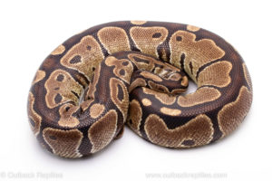 Africa Import Ball Python for sale