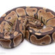 Africa Import Ball Python for sale