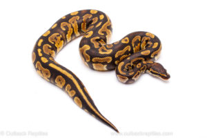 Africa Import Ball Python for sale