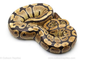 Wild caught gravid african import ball python for sale