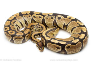 Wild caught gravid african import ball python for sale