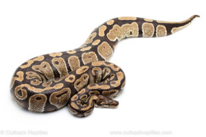 Wild caught gravid african import ball python for sale