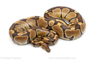 Wild caught gravid african import ball python for sale