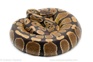 Wild caught gravid african import ball python for sale