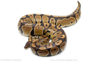 Wild caught gravid african import ball python for sale