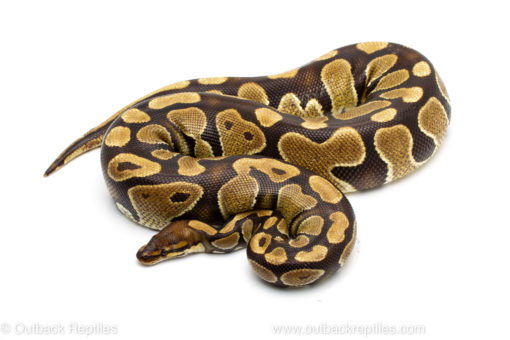 Wild caught gravid african import ball python for sale