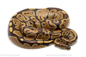 Wild caught gravid african import ball python for sale