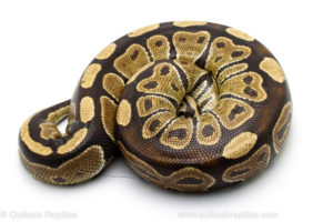 Wild caught gravid african import ball python for sale