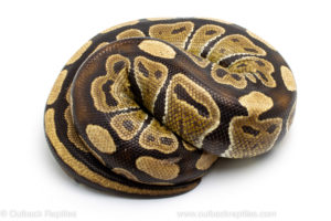Wild caught gravid african import ball python for sale