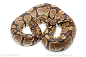Volta ball python for sale