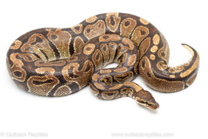 Volta ball python for sale