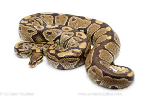 Volta ball python for sale
