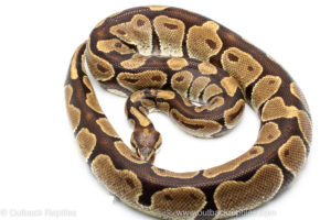Volta ball python for sale