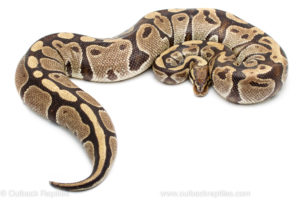 Volta ball python for sale