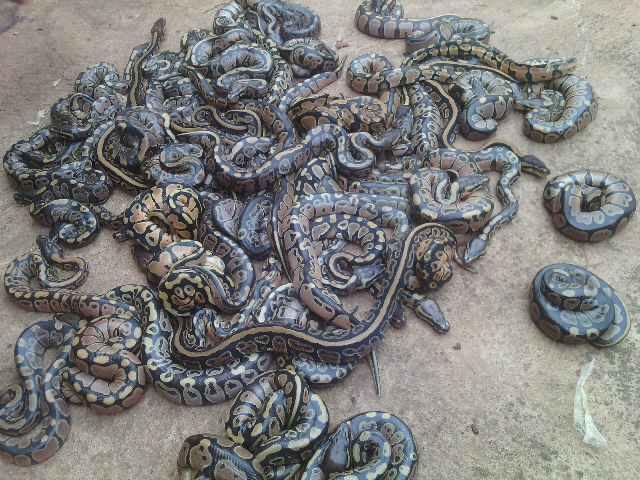 Africa Import Ball Pythons for sale