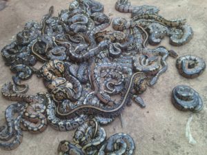 Africa Import Dinker Ball Pythons for sale