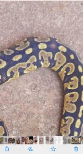Africa Import Ball Python for sale