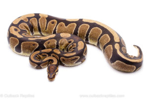 Wild Caught Africa Import Gravid Ball Python for sale
