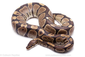Wild Caught Africa Import Gravid Ball Python for sale