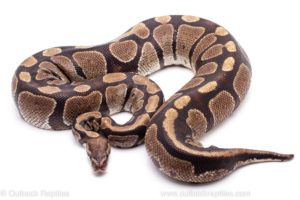 Wild Caught Africa Import Gravid Ball Python for sale