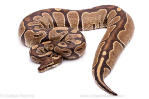 Wild Caught Africa Import Gravid Ball Python for sale