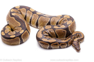 Wild Caught Africa Import Gravid Ball Python for sale