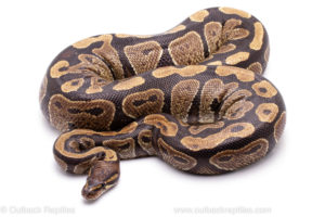 Wild Caught Africa Import Gravid Ball Python for sale