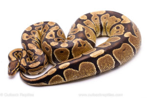 Wild Caught Africa Import Gravid Ball Python for sale