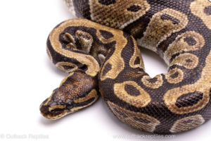Wild Caught Africa Import Gravid Ball Python for sale