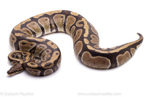 Wild Caught Africa Import Gravid Ball Python for sale
