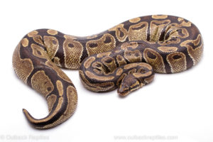Wild Caught Africa Import Gravid Ball Python for sale