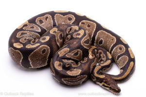 Wild Caught Africa Import Gravid Ball Python for sale