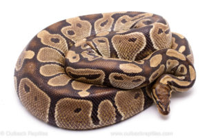 Wild Caught Africa Import Gravid Ball Python for sale