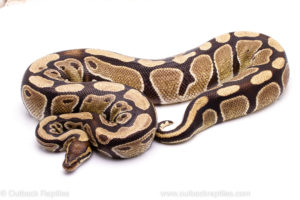 Wild Caught Africa Import Gravid Ball Python for sale