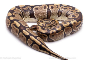 Wild Caught Africa Import Gravid Ball Python for sale