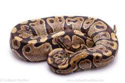 Wild Caught Africa Import Gravid Ball Python for sale