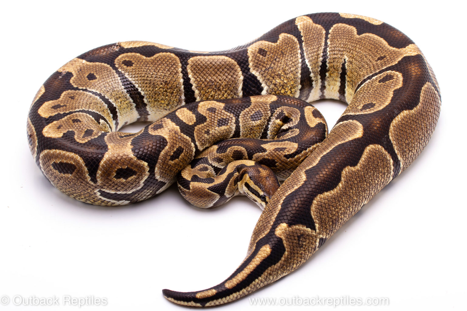 Out of Africa Ball Pythons | Outback Reptiles