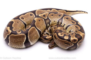 Wild Caught Africa Import Gravid Ball Python for sale