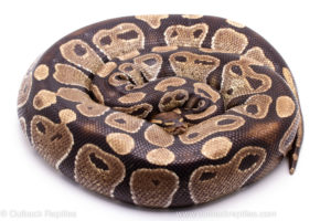 Wild Caught Africa Import Gravid Ball Python for sale