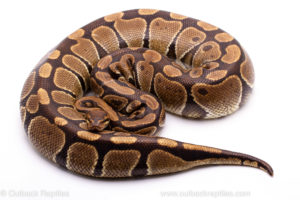Wild Caught Africa Import Gravid Ball Python for sale