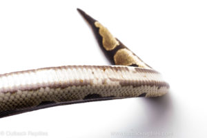 Africa Import Dinker Ball Python For Sale