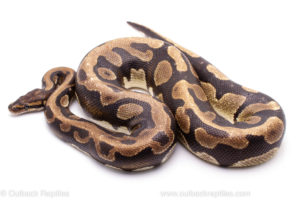 Africa Import Dinker Ball Python For Sale
