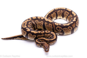 Africa Import Dinker Ball Python For Sale