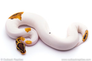 Pastel Orange DReam Pied Ball Python for sale